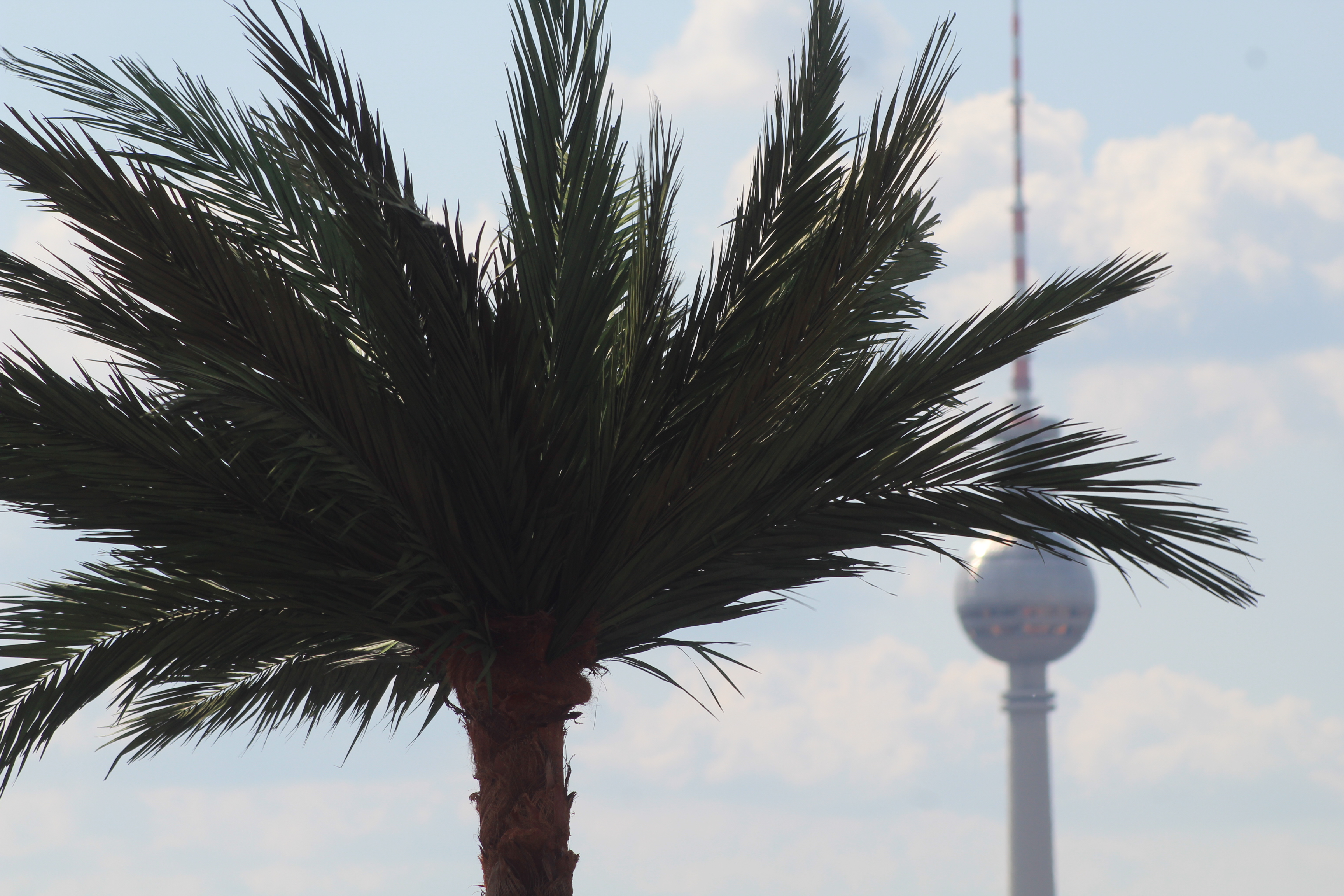 artificial palm trees